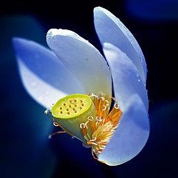 过半PS玩家认为《博德之门3》将获得TGA年度游戏大奖